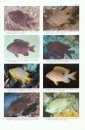 A Review of the Pomacentrid Fishes of the Genus Stegastes from the Indo-Pacific, with Descriptions of Two New Species