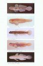 Revision of the Gobiid Fish Genus Istigobius
