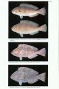 A Revision of the Indo-West Pacific Parrotfish Genera Calotomus and Leptoscarus (Scaridae: Sparisomatinae)