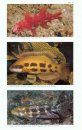 A Revision of the Odacidae, a Temperate Australian-New Zealand Labroid Fish Family