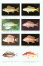 Review of the Snappers of the Genus Lutjanus (Pisces: Lutjanidae) from the Indo-Pacific, with the Description of a New Species