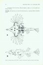 Revision of the Acanthopterygian Fish Family Pegasidae (Order Gasterosteiformes)