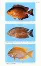 Revision of the Fish Family Siganidae with Descriptions of Two New Species and Comments on Distribution and Biology