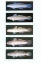 Revision of the Indo-Pacific Gobiid Fish Genus Valenciennea, with Descriptions of Seven New Species
