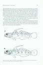 Revision of the Indo-Pacific Gobiid Fish Genus Valenciennea, with Descriptions of Seven New Species