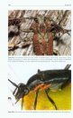 Die Bockkäfer Mitteleuropas [Longhorn Beetles of Central Europe] [2-Volume Set]
