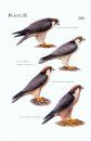 The Lanner Falcon