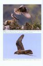 The Lanner Falcon