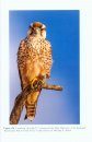 The Lanner Falcon