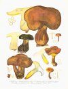 Flore Iconographique des Champignons du Congo, Fasc. 3: Boletineae