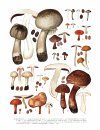 Flore Iconographique des Champignons du Congo, Fasc. 5: Agaricus 1