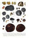 Flore Iconographique des Champignons du Congo, Fasc. 12: Gasteromycetales 1