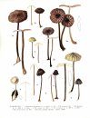 Flore Iconographique des Champignons du Congo, Fasc. 14: Marasmius