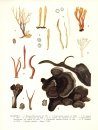 Flore Iconographique des Champignons du Congo, Fasc. 16: Clavaires et Thelephora, Chlorophyllum