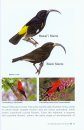 A Pocket Guide to Hawaii's Birds and their Habitats