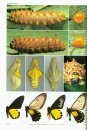 The Life Histories of Asian Butterflies, Volume 1 [English / Japanese]