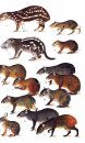 Neotropical Rainforest Mammals