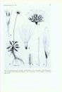 Flora of Ecuador, Volume 8, Part 190 (2): Compositae-Liabeae