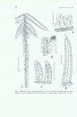Flora of Ecuador, Volume 18, Part 14 (4): Polypodiaceae - Thelypteridoideae