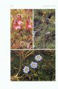 Flora of Ecuador, Volume 53, Part 159A: Gentianaceae, Part 159B: Menyanthaceae