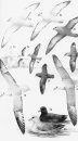Albatrosses, Petrels and Shearwaters of the World