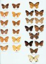 Butterflies of the Afrotropical Region, Part 1