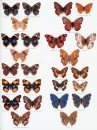 Butterflies of the Afrotropical Region, Part 2