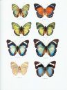 Butterflies of the Afrotropical Region, Part 2