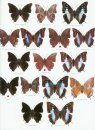 Butterflies of the Afrotropical Region, Part 2