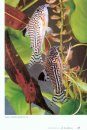 All Corydoras [English / German]