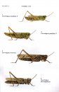 Grasshoppers