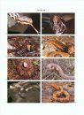 Snakes of the Agkistrodon Complex: A Monographic Review [Plate Section Only]