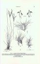 Flora del Paraguay, Volume 23: Gramineae V