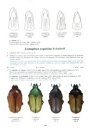 The Beetles of the World, Volume 25: Schizorhinini (Part 3)