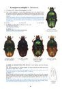 The Beetles of the World, Volume 25: Schizorhinini (Part 3)