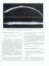 Indo-Pacific Pipefishes