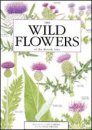 Wild Flowers of the British Isles