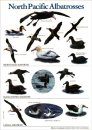 North Pacific Albatrosses