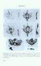 Heterocera Sumatrana, Volume 10 (Green Book): The Saturniidae of Sumatra (Lepidoptera)