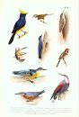Fauna Sinica: Aves, Volume 13: Passeriformes: Paridae - Zosteropidae [Chinese]