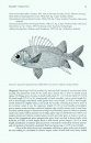 Revision of the Indo-Pacific Squirrelfishes (Beryciformes: Holocentridae: Holocentrinae) of the Genus Sargocentron, with Descriptions of Four New Species