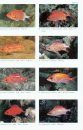 Revision of the Indo-Pacific Squirrelfishes (Beryciformes: Holocentridae: Holocentrinae) of the Genus Sargocentron, with Descriptions of Four New Species