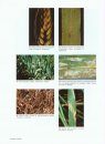 Compendium of Barley Diseases