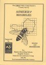 Somerset Hoverflies