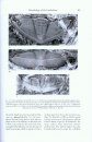 Treatise on Invertebrate Paleontology, Part O (Revised): Volume 1: Arthropoda 1