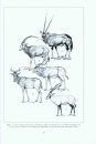 Comparative Postcranial Osteology of Hartebeest (Alcelaphus buselaphus), Scimitar Oryx (Oryx dammah) and Addax (Addax nasomaculatus), With Notes On the Osteometry of Gemsbok (Oryx gazella) and Arabian Oryx (Oryx leucoryx)