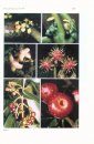 Flora of Ecuador, Volume 59, Part 49A: Siparunaceae, Part 49B: Monimiaceae