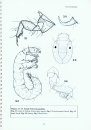 Preliminary Guide to the Identification of Late Instar Larvae of Australian Polycentropodidae, Glossosomatidae, Dipseudopsidae and Psychomyiidae (Insect: Trichoptera)
