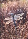 De Danske Guldsmede [The Danish Dragonflies]