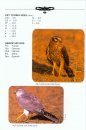 Raptor In-Hand Identification Guide